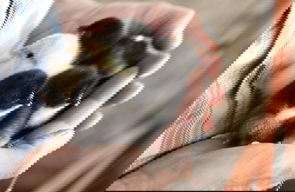 Bramley WA Hotel Accommodation