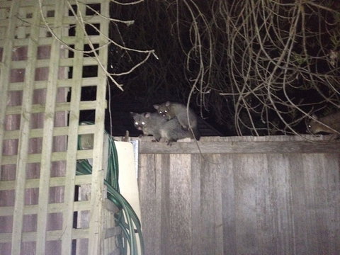 Richmond Cottages Tasmania - Hotel Accommodation 0