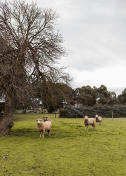 Davidsons Cottage - Hotel Accommodation 1