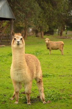 Davidsons Cottage - Hotel Accommodation 2