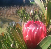 Creswick Cabin Retreat - Hotel Accommodation