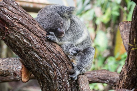 Leatherwood Lodge - Hotel Accommodation 2