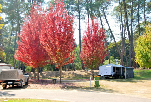 Beechworth Lake Sambell Caravan Park - Hotel Accommodation 1