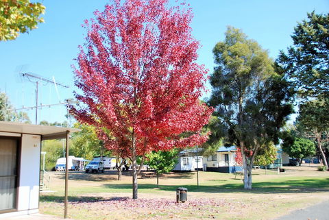 Beechworth Lake Sambell Caravan Park - Hotel Accommodation 6