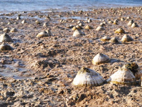 Port Lincoln Holiday Apartments - Hotel Accommodation 5