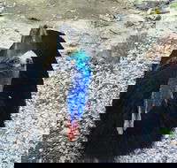 Licuala Lodge - Hotel Accommodation