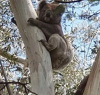 Wilsons Promontory Motel - Hotel Accommodation