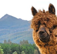 Maydena Mountain Cabins - Hotel Accommodation