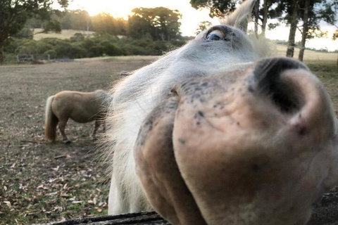 Billa Billa Farm Cottages - Hotel Accommodation 4