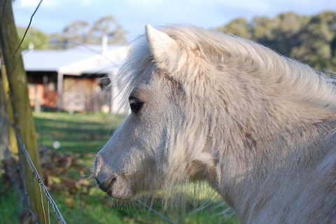 Billa Billa Farm Cottages - Hotel Accommodation 3