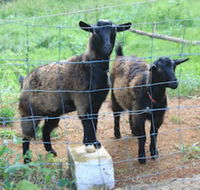 Alstonville Country Cottages - Hotel Accommodation