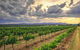Adina Vineyard - thumb 3