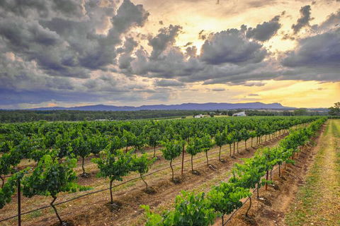 Adina Vineyard - Hotel Accommodation 3