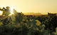 Adina Vineyard - thumb 1