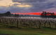 Adina Vineyard - thumb 4