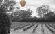 Adina Vineyard - thumb 5