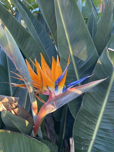 Sydney Executive Garden Apartments - Hotel Accommodation 4