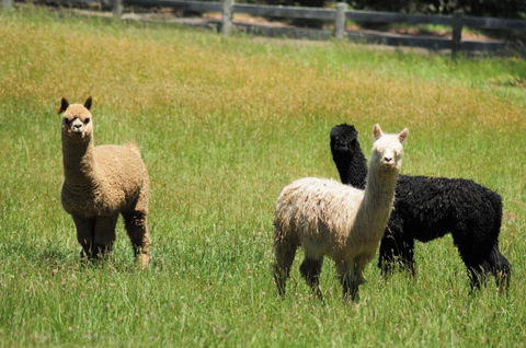 Daisy Cottage - Hotel Accommodation 5