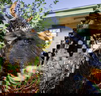 Big4 Shepparton Park Lane - Hotel Accommodation