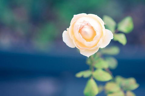 Bed Of Roses - Hotel Accommodation 5