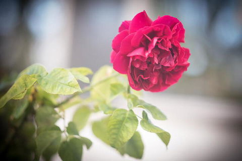 Bed Of Roses - Hotel Accommodation 6