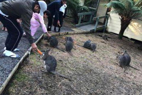 Fauna Australia Wildlife Retreat - Hotel Accommodation 5