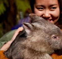 Fauna Australia Wildlife Retreat - Hotel Accommodation