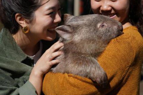 Fauna Australia Wildlife Retreat - Hotel Accommodation 4