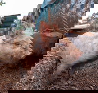 Batchelor Butterfly Farm - Hotel Accommodation