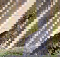 Bella Wind Bed  Breakfast - Hotel Accommodation