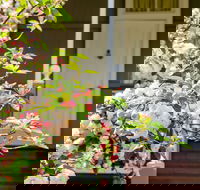 Apple Blossom Cottage - Hotel Accommodation