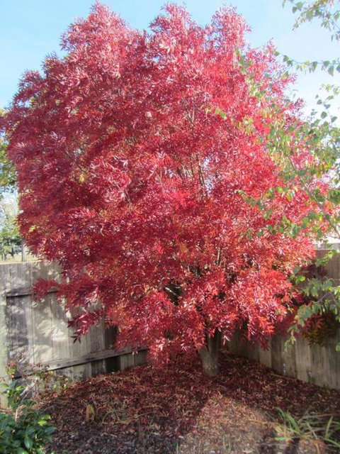 Elm Trees Accommodation At Ross - Hotel Accommodation 6