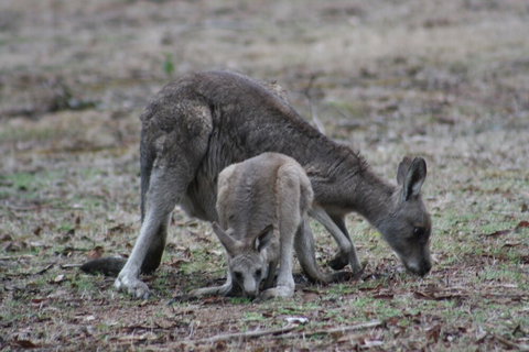 Lemonade Creek Cottages - Hotel Accommodation 3