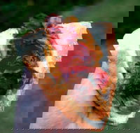 Bunnings Restaurant - Hotel Accommodation