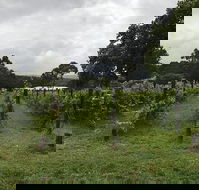 Carlei Estate Cellar Door  Wood Fired Pizzeria - Hotel Accommodation