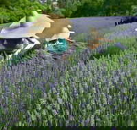 Lavandula Swiss Italian Farm - Hotel Accommodation