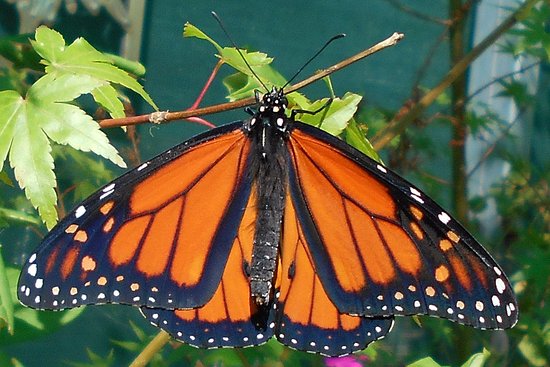 Ravenswood South VIC Hotel Accommodation