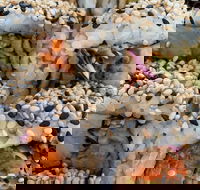 Toro Robata Sushi - Hotel Accommodation