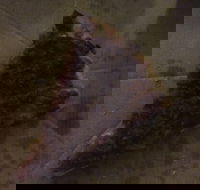 Pizza Paradise - Hotel Accommodation