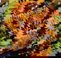 Royal Hotel - Hotel Accommodation