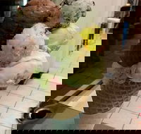 The Natural Waffle Ice Cream Parlour - Hotel Accommodation