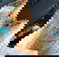 Foster's Bakery - Hotel Accommodation