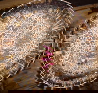 Moya's Juniper Lounge - Hotel Accommodation