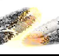 Guzman y Gomez - Hamilton - Hotel Accommodation