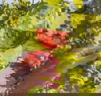 Breakfast Creek Vineyard - Hotel Accommodation