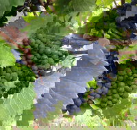 Marcus Hill Vineyard - Hotel Accommodation