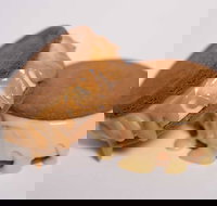 Gelato Messina - South Brisbane - Hotel Accommodation