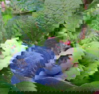 Tuckerberry Hill - Hotel Accommodation