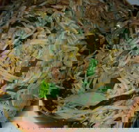 Old Kingdom - Surrey Hills - Hotel Accommodation