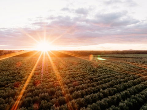 Rich Glen Olive Farm - Hotel Accommodation 0